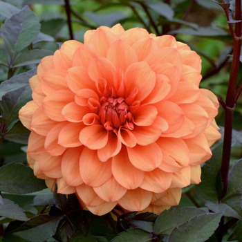 DAHLIA 'David Howard'     