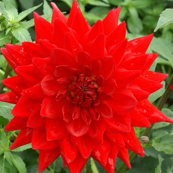 DAHLIA 'Deutschland'