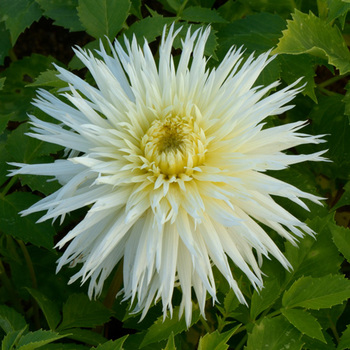 DAHLIA 'Dentelle Angevine'