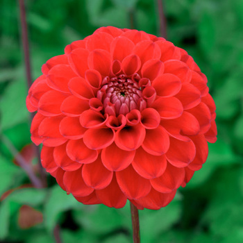 DAHLIA 'Diable Rouge'