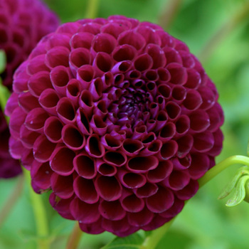 DAHLIA 'Downham Royal'           