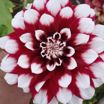 DAHLIA 'Duet'