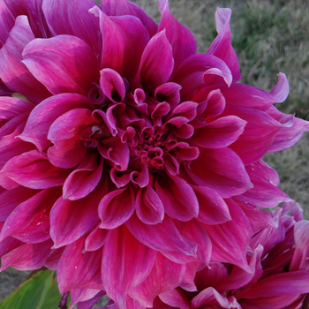 DAHLIA 'Emory Paul'