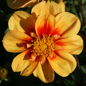 DAHLIA 'Esther'