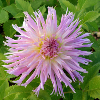 DAHLIA 'Eurydice'