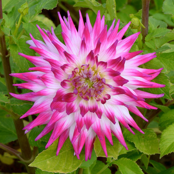 DAHLIA 'Exotica'