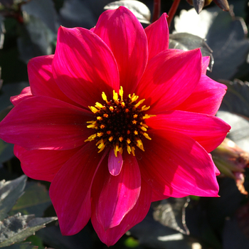 DAHLIA 'Excentrique'