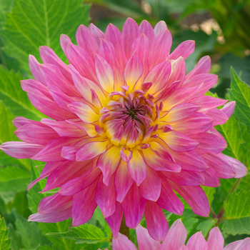 DAHLIA 'Extase'              