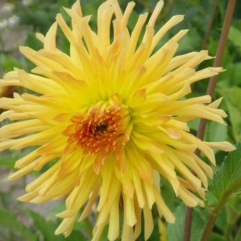 DAHLIA 'Fandango'