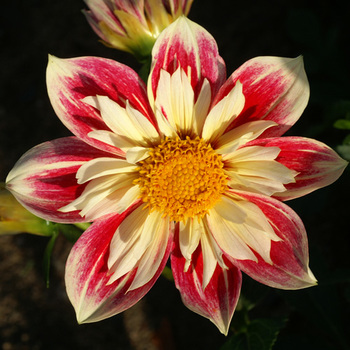 DAHLIA 'Fashion Monger' 