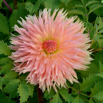 DAHLIA 'Fantastic'