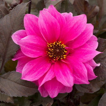 DAHLIA 'Fascination'