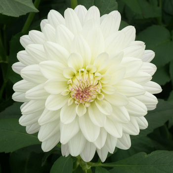 DAHLIA 'Flirt'