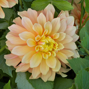 DAHLIA 'Gallery Cezanne'  