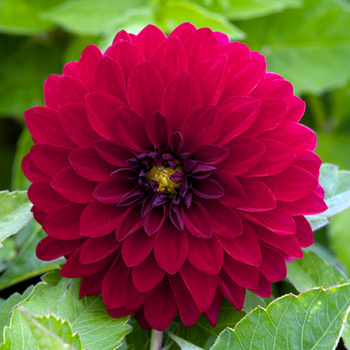 DAHLIA 'Gallery Singer'     