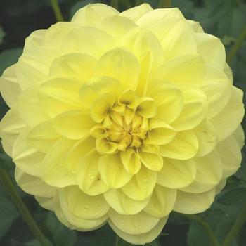 DAHLIA 'Glorie van Heemstede'