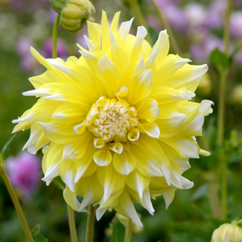 DAHLIA 'Grand Prix'