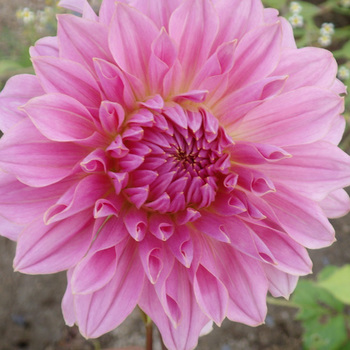 DAHLIA 'Hamari Girl'