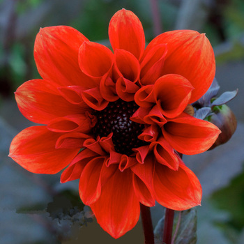 DAHLIA 'Helene Ouston'