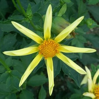 DAHLIA 'Honka'