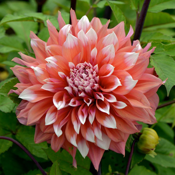 DAHLIA 'Holland Festival'