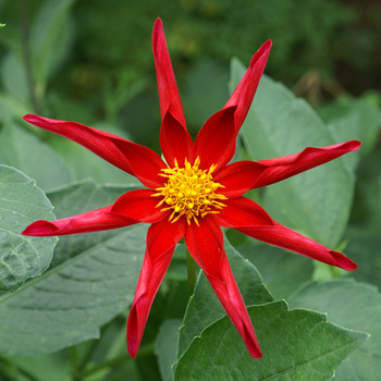 DAHLIA 'Honka Red'