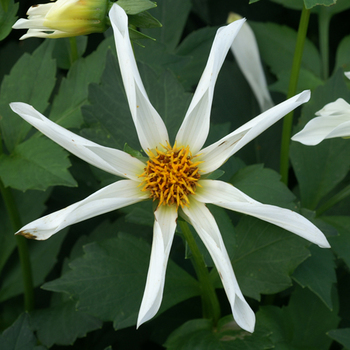 DAHLIA 'Honka Wit'