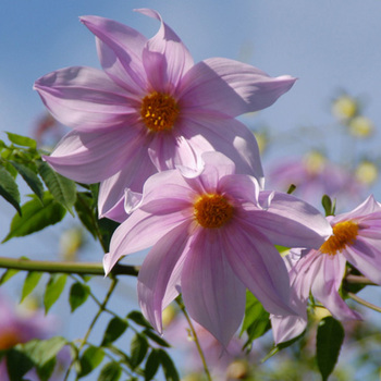 DAHLIA imperialis