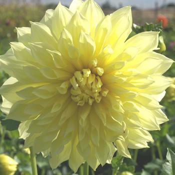 DAHLIA 'Kelvin Floodlight'