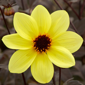 DAHLIA 'Knockout'     