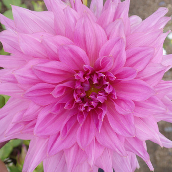 DAHLIA 'Lavengro'