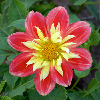 DAHLIA 'La Gioconda'