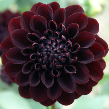 DAHLIA 'La Recoleta'