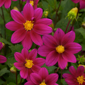 DAHLIA 'Lilas'         