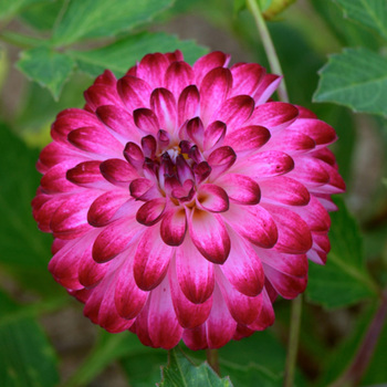 DAHLIA 'Little Robert'     