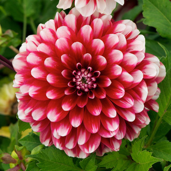 DAHLIA 'Little Tiger'  