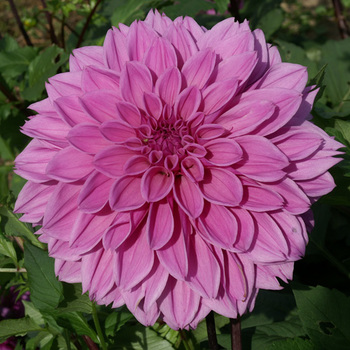 DAHLIA 'Lilac Time'