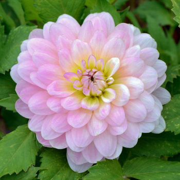 DAHLIA 'Londres'