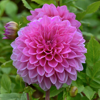 DAHLIA 'Lucky Number'