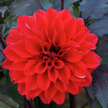 DAHLIA 'Martin Border'