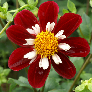 DAHLIA 'Mary Evelyn'