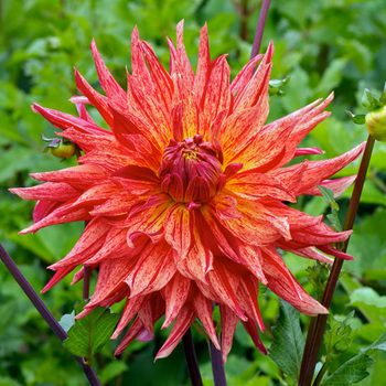 DAHLIA 'Maniac'