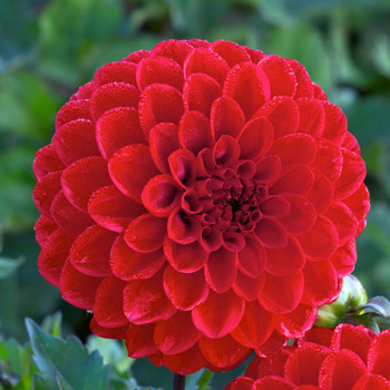 DAHLIA 'Melody Bolero'