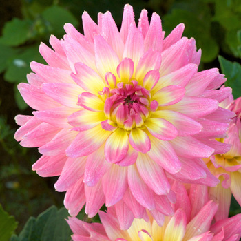 DAHLIA 'Melody Gipsy'   