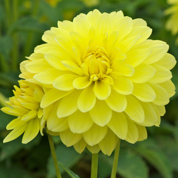 DAHLIA 'Melody Latin'