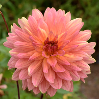 DAHLIA 'Melba'