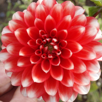 DAHLIA 'Nagano'