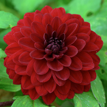 DAHLIA 'Night Queen'