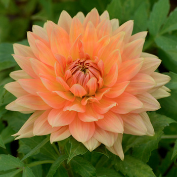 DAHLIA 'Norwig Glorie'