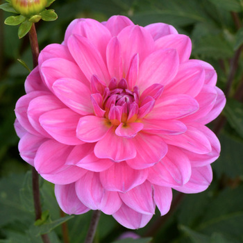 DAHLIA 'Onesta'